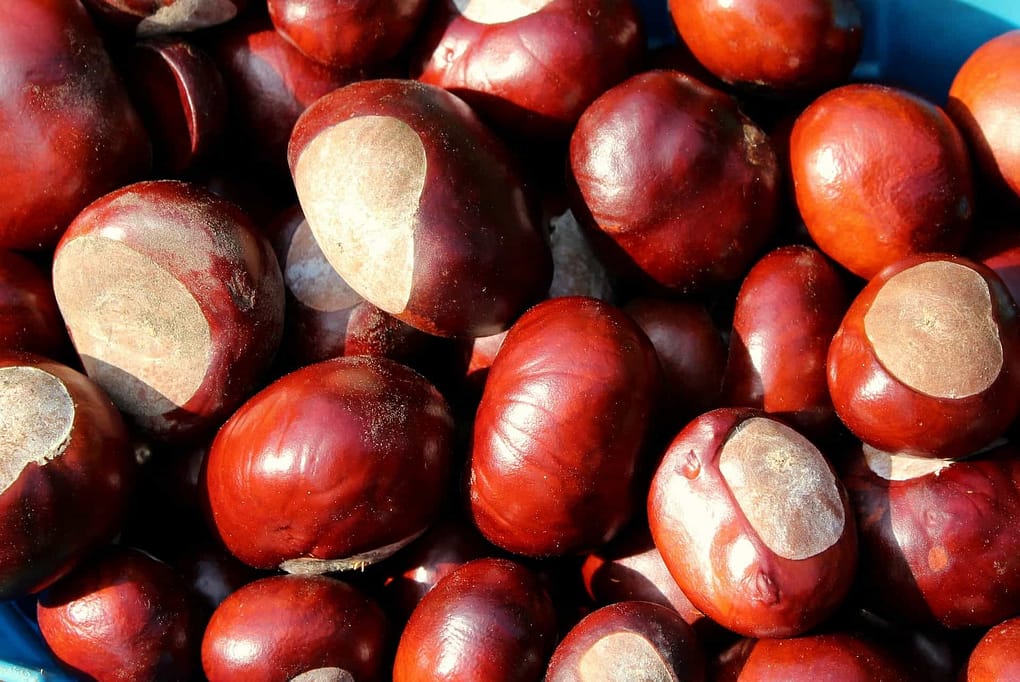 Magostos