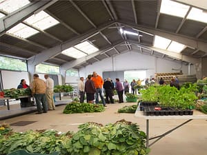 Mercado gandeiros - Feira de Sarria